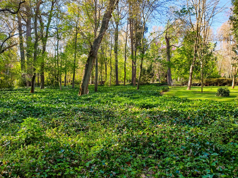 green grass field at daytime