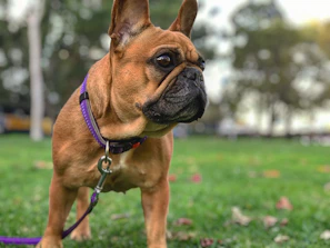 A fluffy French Bulldog with a lilac coat posing proudly in front of a Texas bluebonnet field.