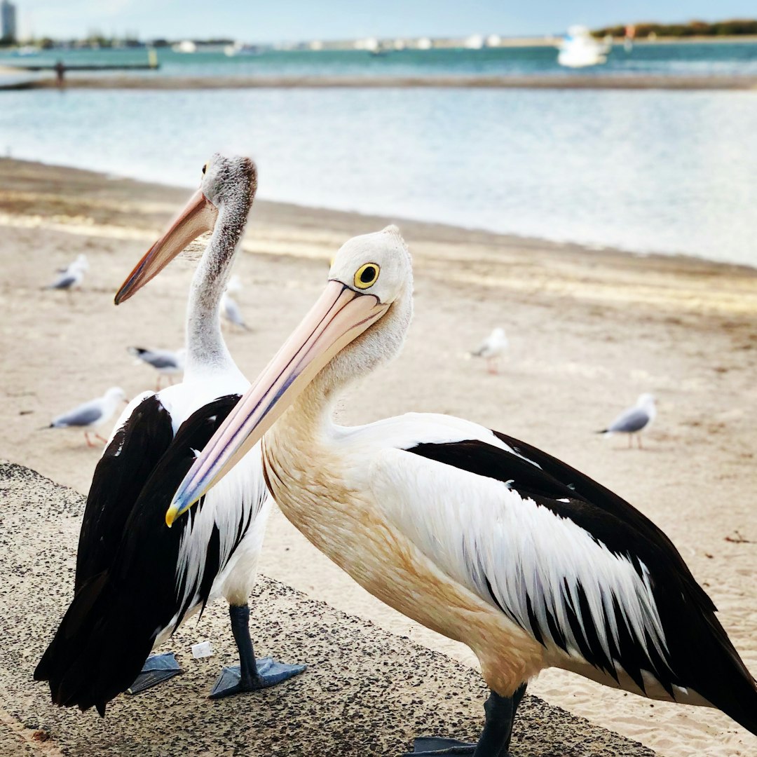 Wildlife photo spot Charis Seafoods Indooroopilly QLD