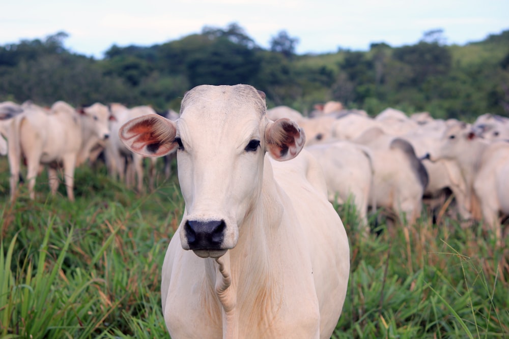 white and gray cattle on green field