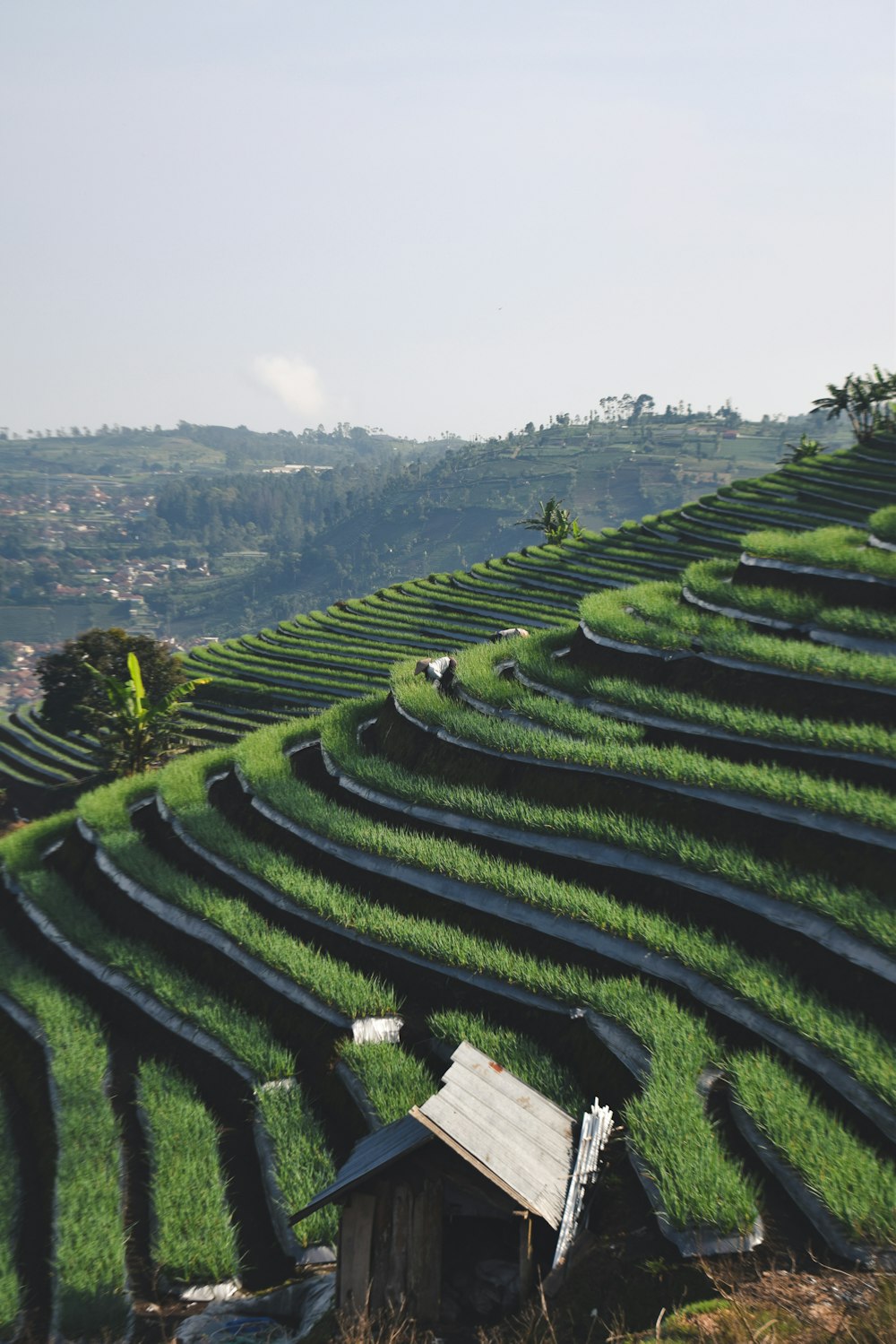 Banaue Rice Terraces, Philippines