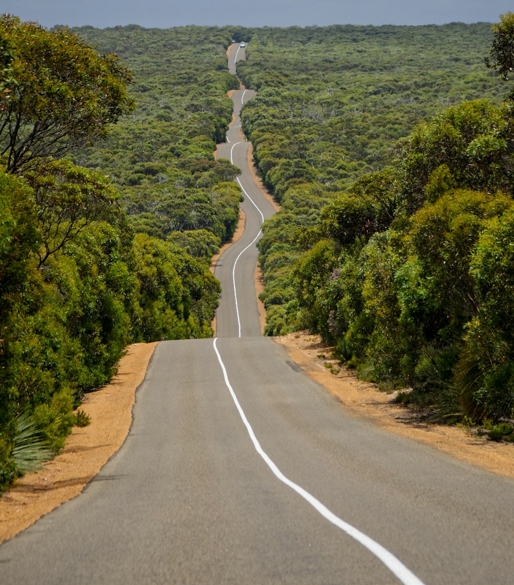 road between forest