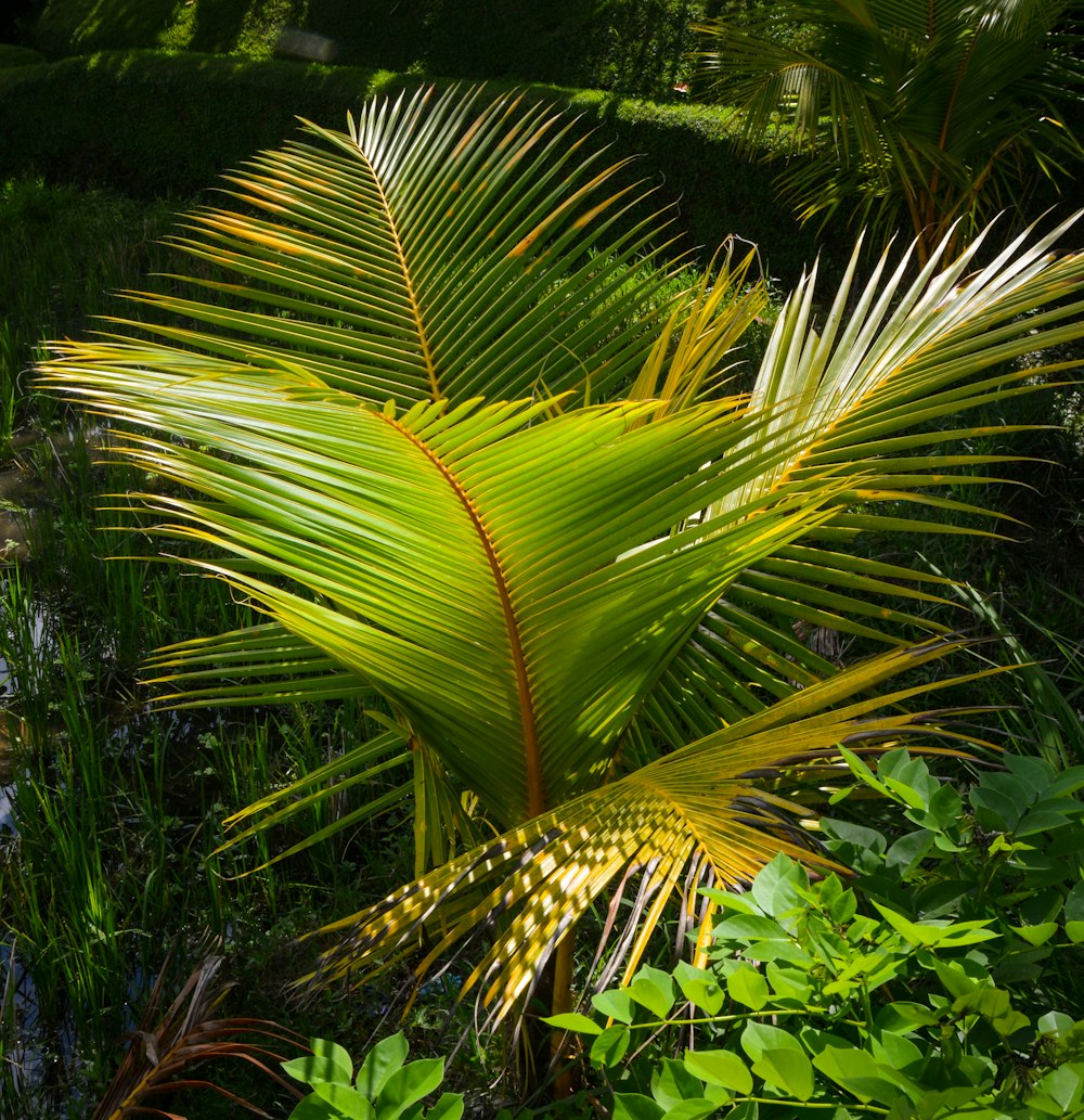 green palm tree