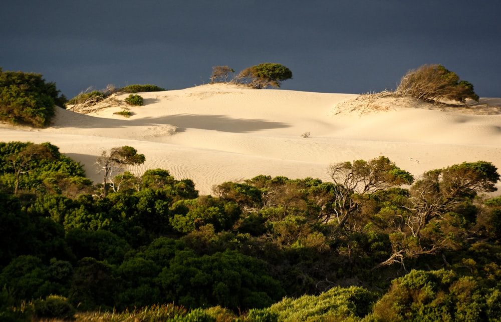 trees and white plain surface during daytime