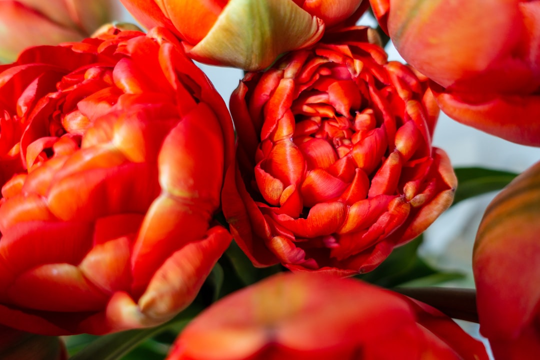 red petaled flowers