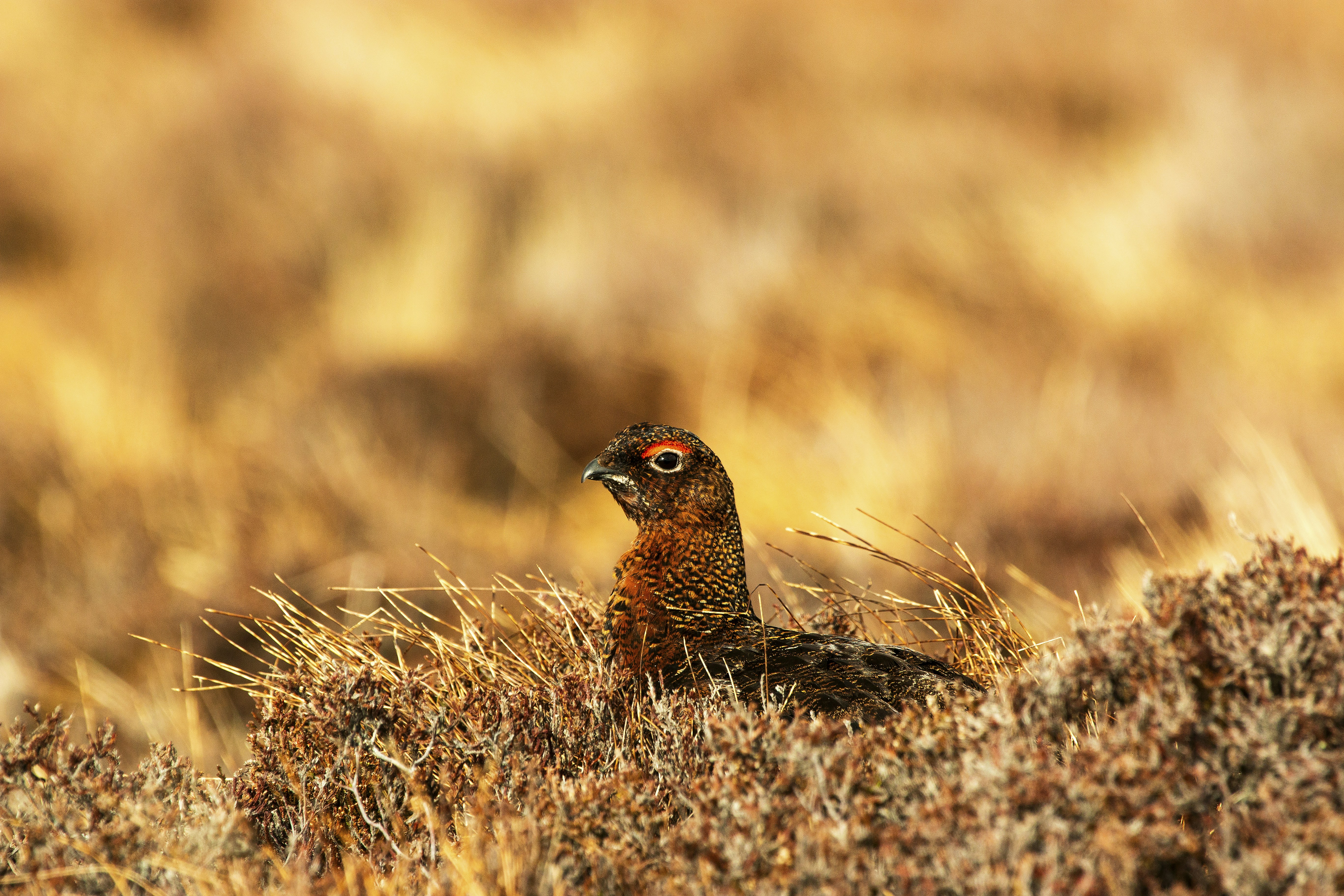 Restoring Biodiversity - 10/1/2024