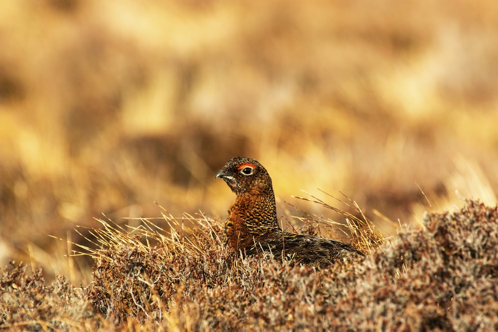 selective focus photography of brown bird