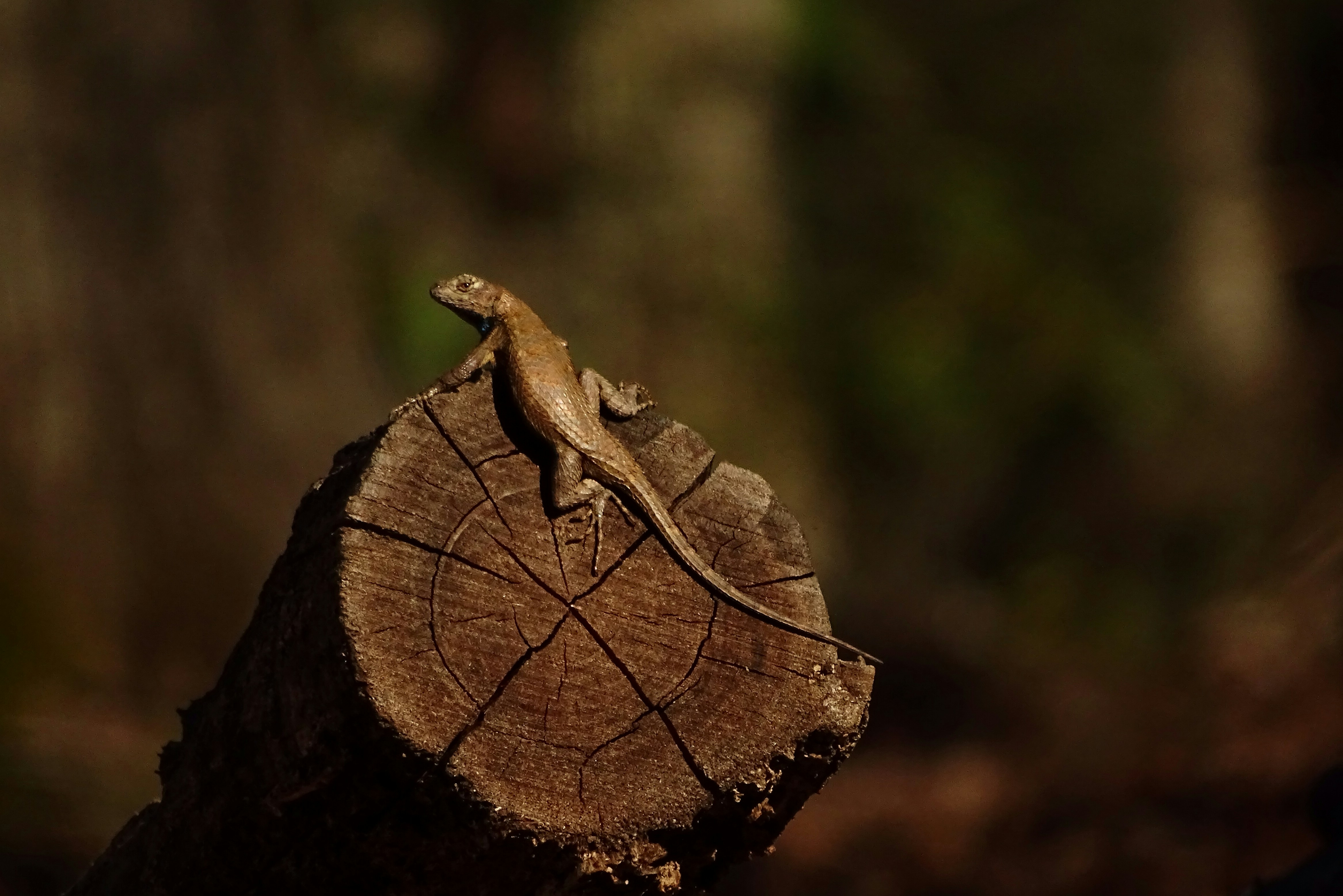 2100万枚までしか発行されないビットコイン。仮に発行上限を撤廃して「Tail Emission」を導入しても問題がないという主張の根拠は？
