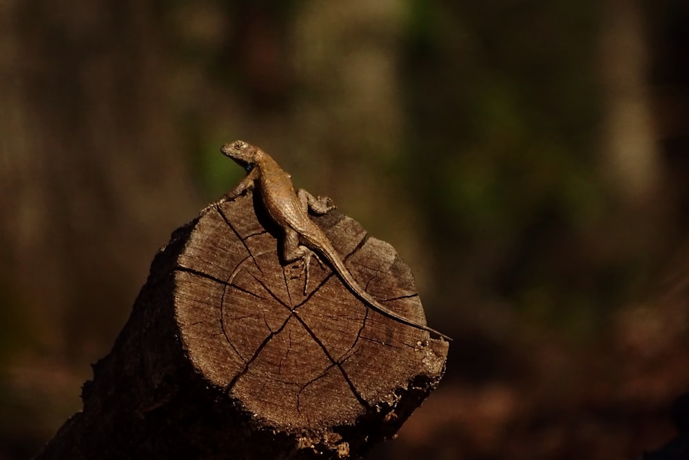 reptile on log