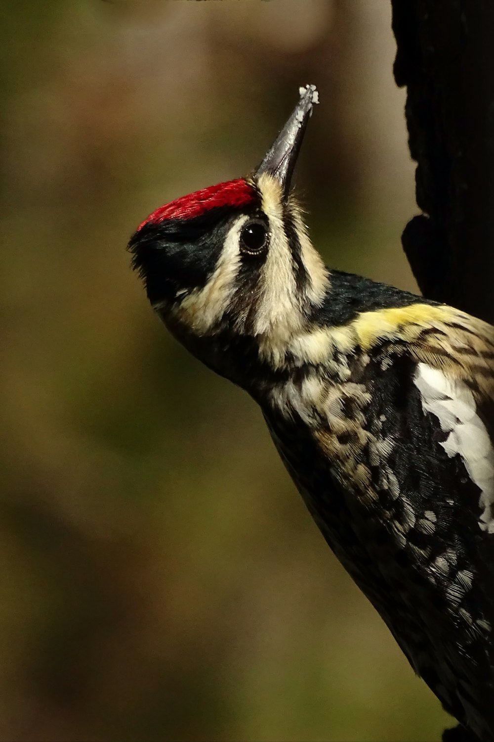 black and white bird in close-up photography