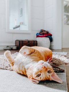 orange tabby cat