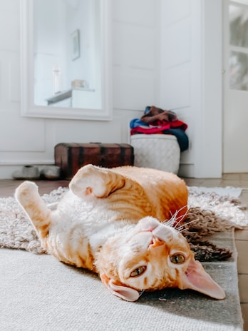 orange tabby cat
