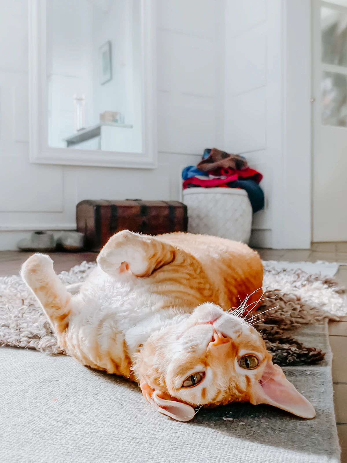 Photo de Nala