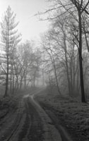 A winding forest path disappearing into the mist, evoking a journey of insight.