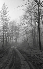 Foggy forest path disappearing into darkness, hinting at the supernatural.