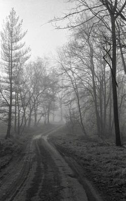 A fog-covered forest path disappearing into darkness, evoking suspense.