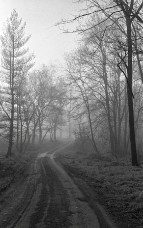 A winding forest path disappearing into dense fog, evoking mystery and exploration.