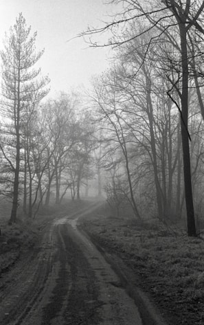 A winding forest path disappearing into the mist, evoking a journey of insight.