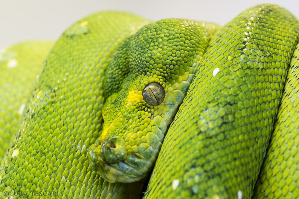 green snake on focus photography