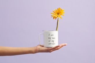 blooming yellow gerbera daisy flower in white and black mug