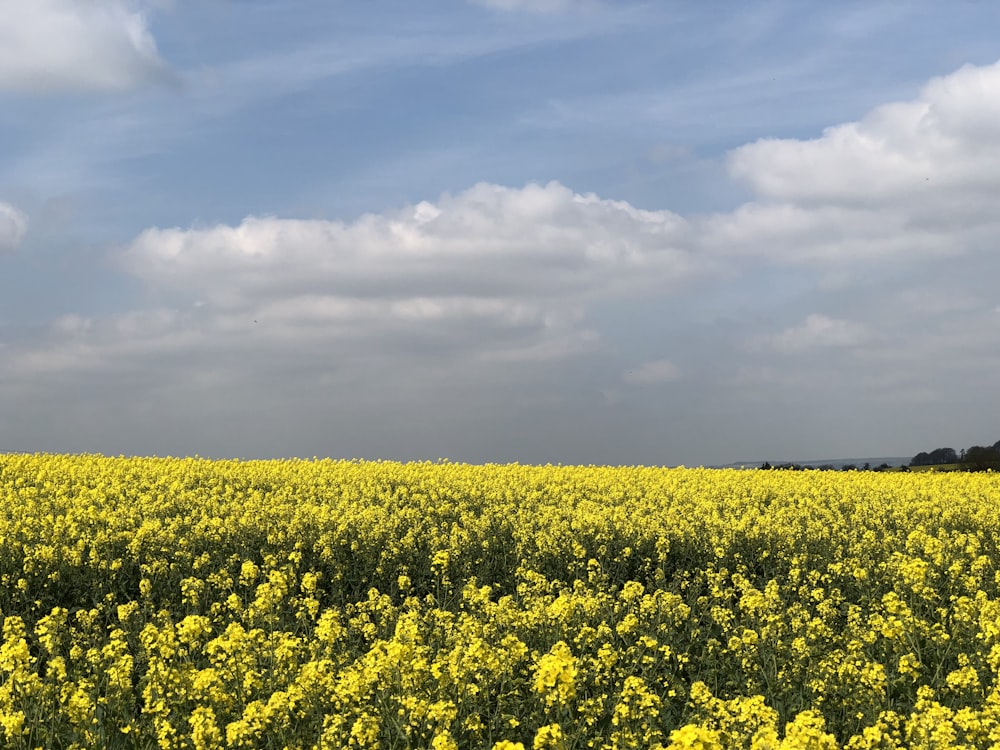 green flower field under white clouds