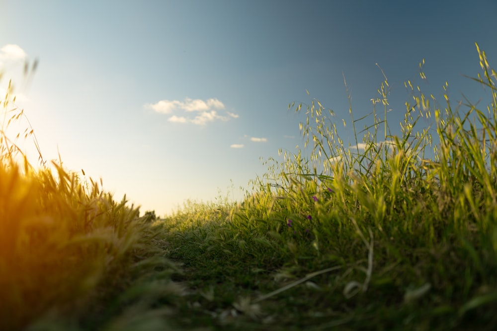 erba a foglia verde durante il giorno