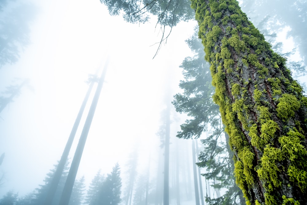 Photographie en contre-plongée d’un arbre vert