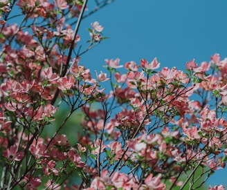 pink-petaled flowers