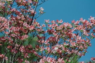 pink-petaled flowers