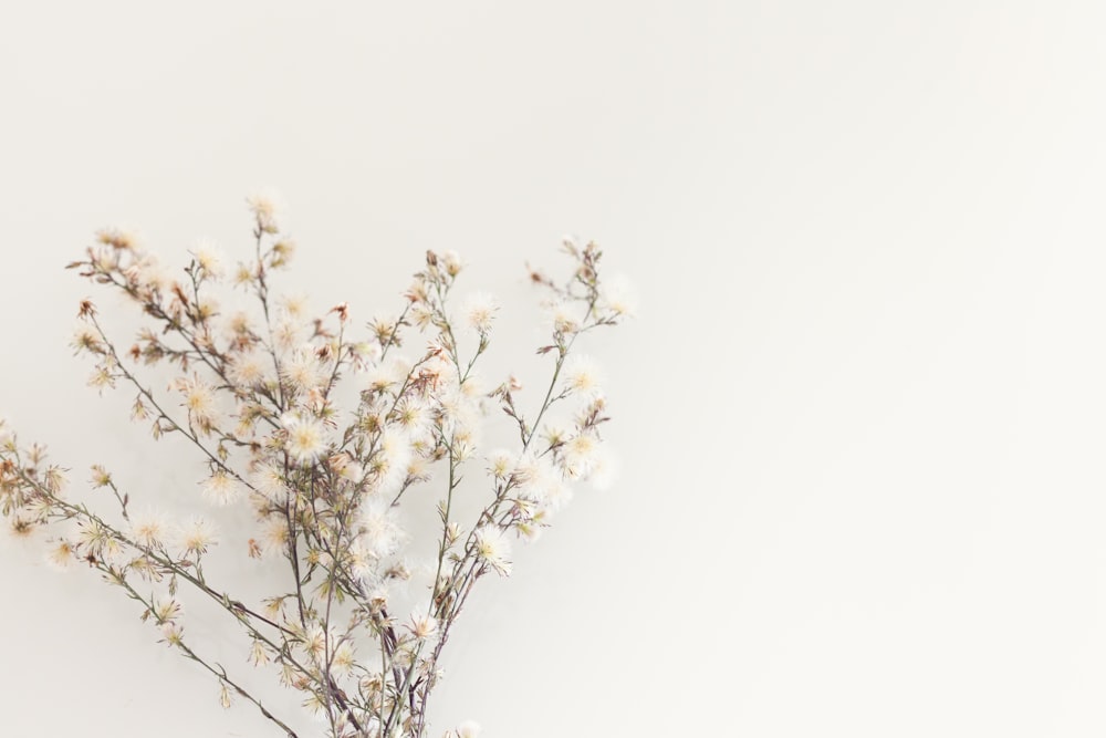 white flowers