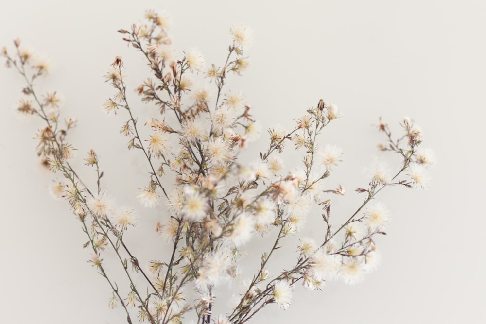 a vase filled with white flowers on top of a table