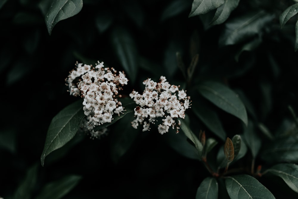 low light photography of white-petal flowers