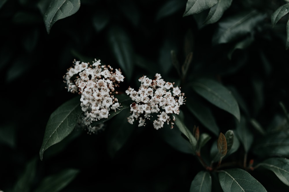 Photographie en basse lumière de fleurs à pétales blancs