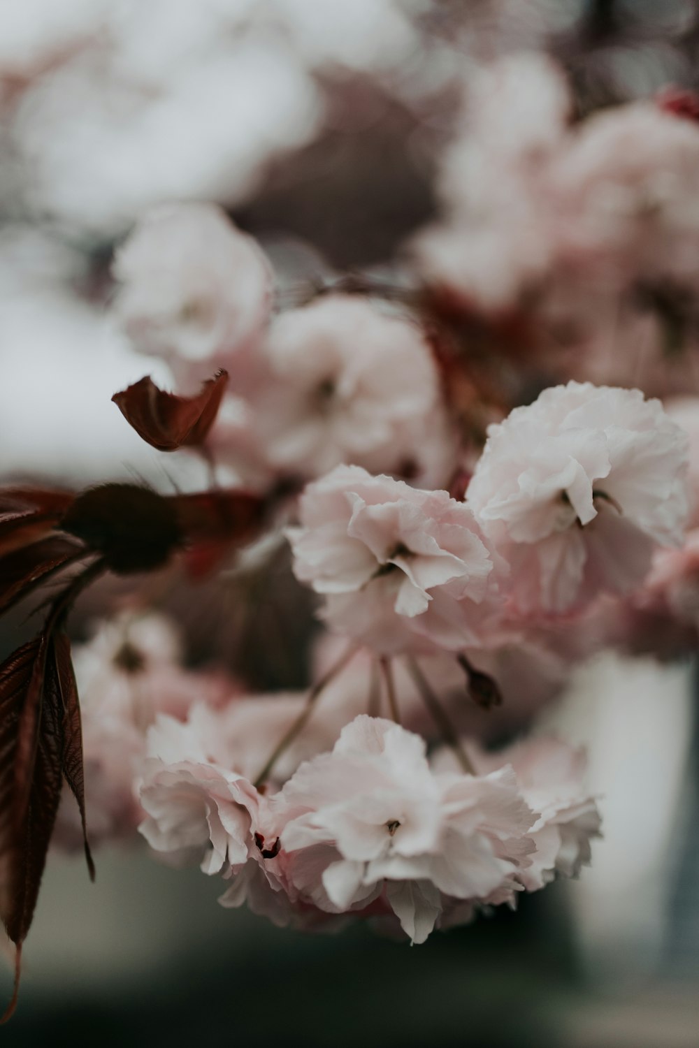 close-up photo of pink petaled flower