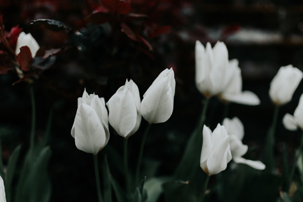 low light photography of white-petal flowers