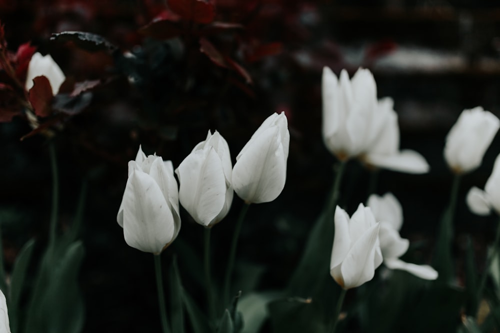 白い花びらの花の低照度撮影