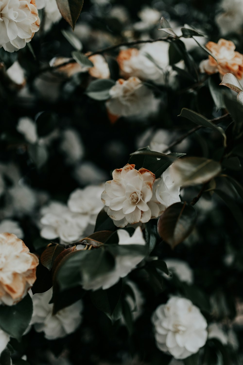 white petaled flowers