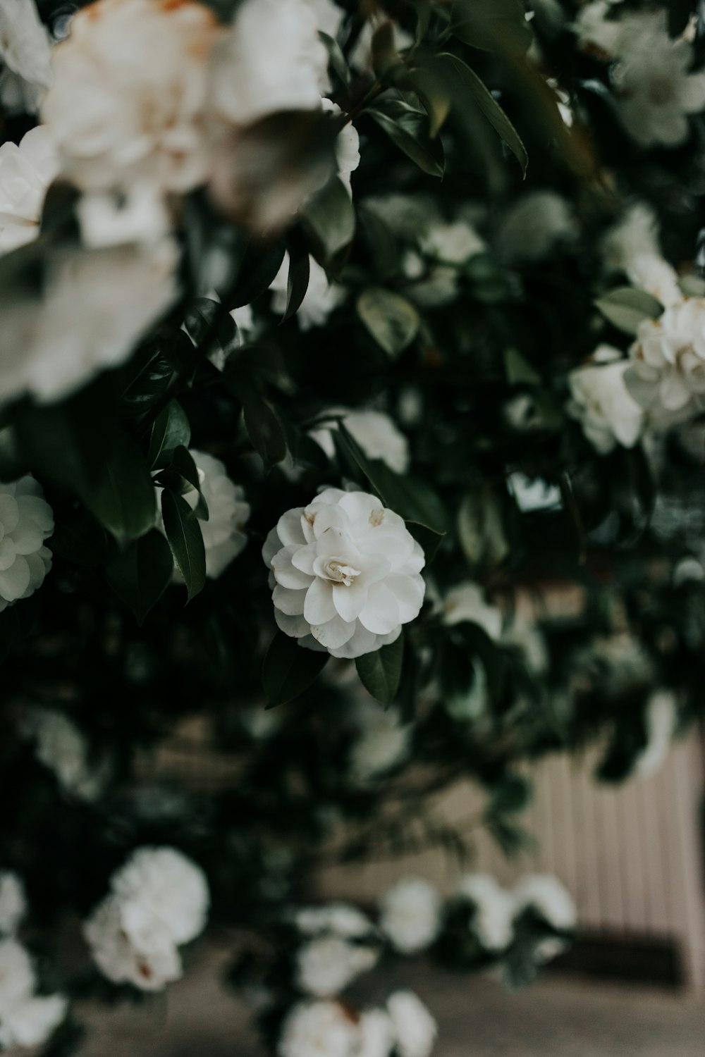 Photographie sélective de fleurs aux pétales blancs