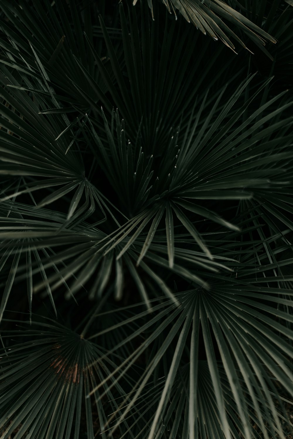 나뭇잎의 회색조 사진