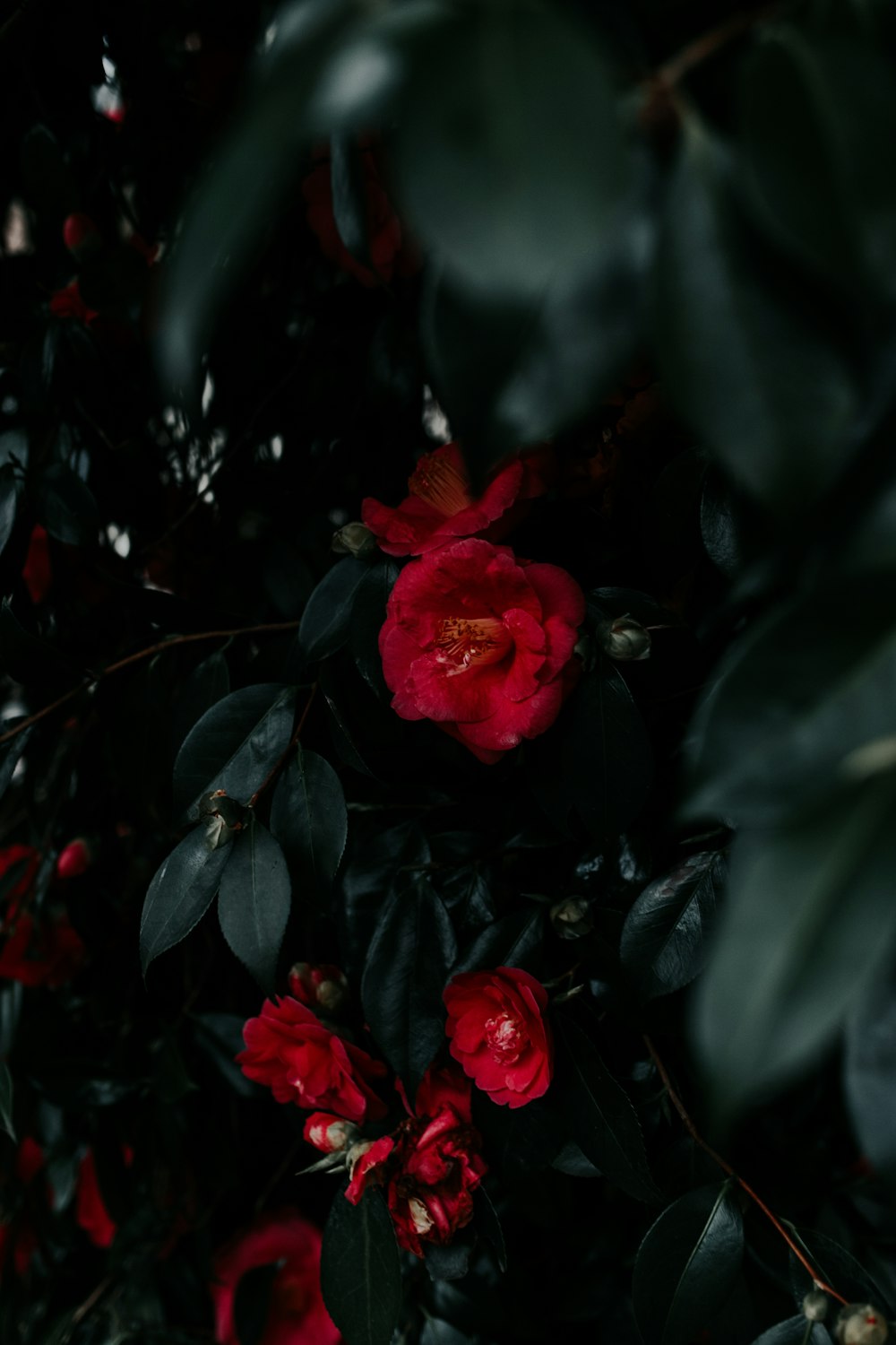 fleurs rouges épanouies sous des feuilles vertes