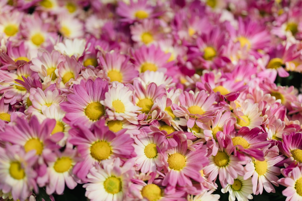 pink and white gerbera flower field