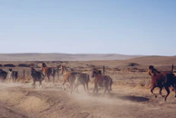 A powerful Quarter Horse galloping across the dusty ranch trail.