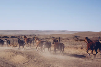 A panoramic shot of horses running freely across the rugged terrain of Gran Canaria.