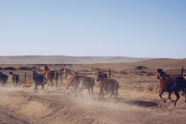 A panoramic shot of horses running freely across the rugged terrain of Gran Canaria.