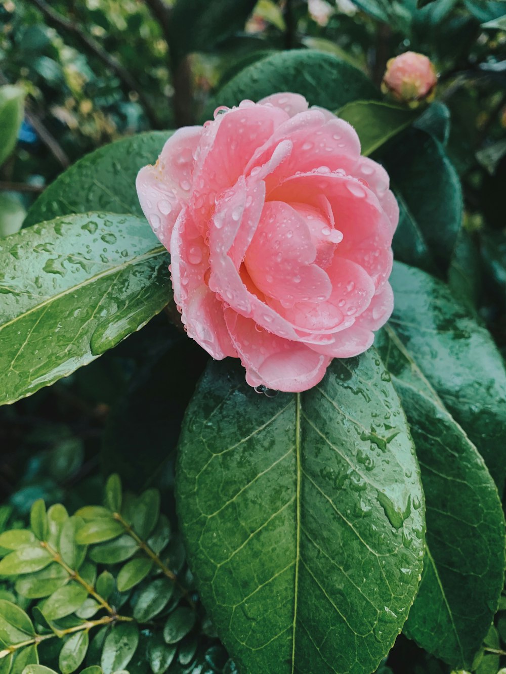 ピンクの花が咲く