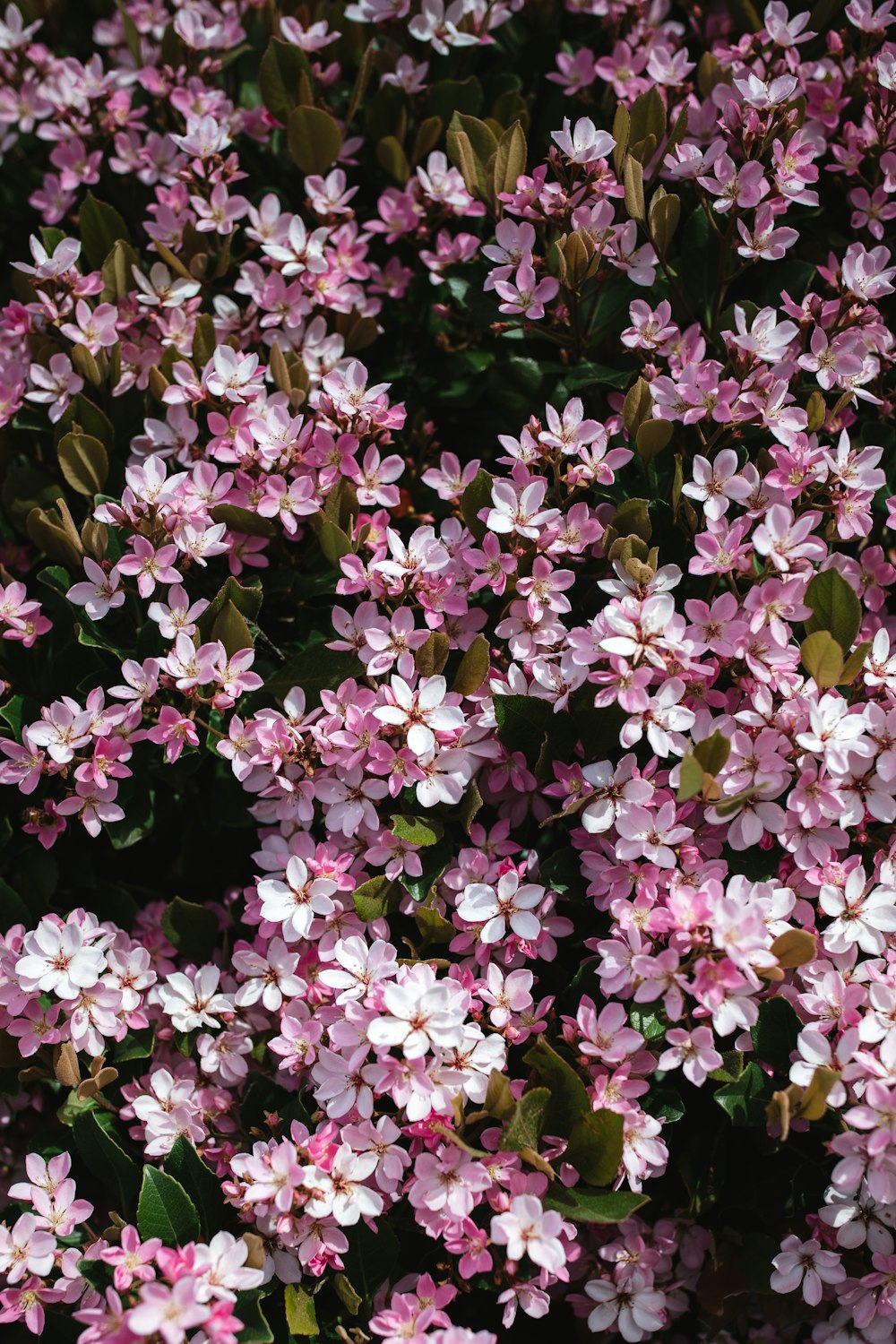 a close up of a bunch of pink flowers