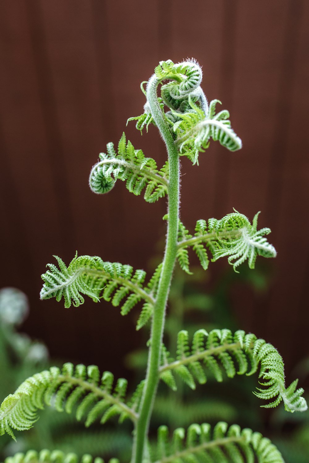 green fern on selective focus photography
