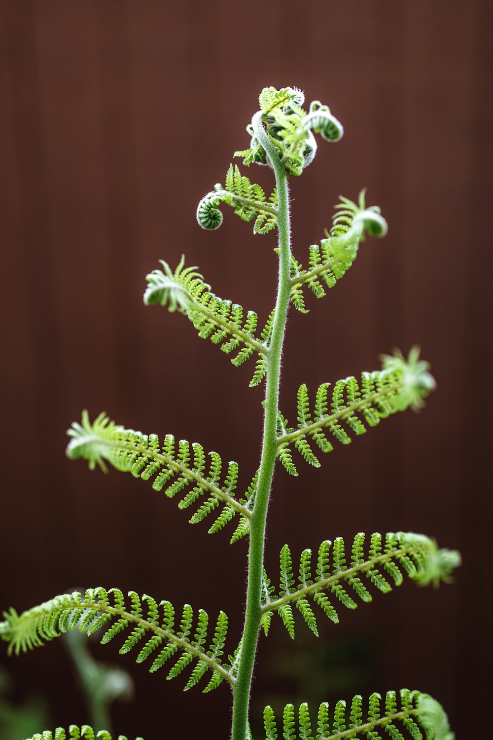 selective focus photography of green fern leaf