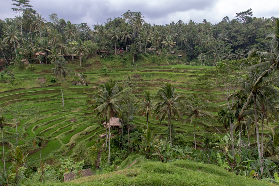 landscape photo of green trees