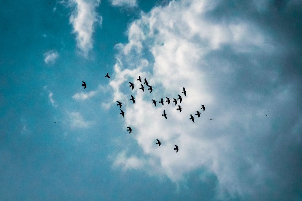 flock of bird flying